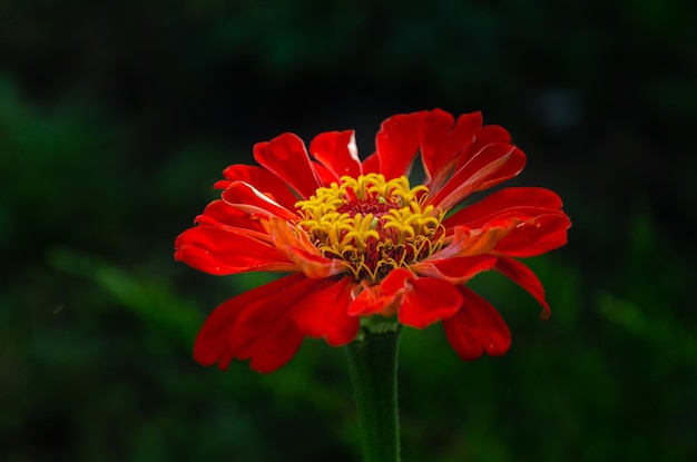 Zinnia Elegans (Zinnia comune) in giardino in una giornata estiva al sole.