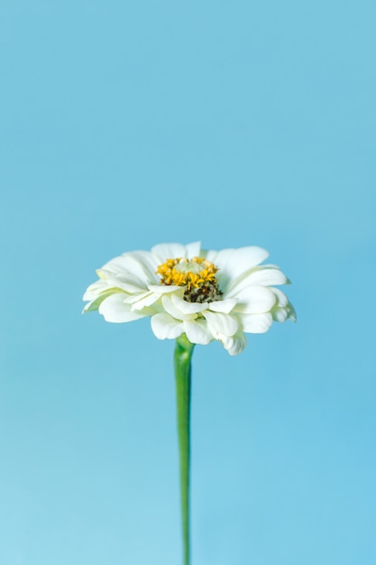 Zinnia fiore bianco sulla superficie blu