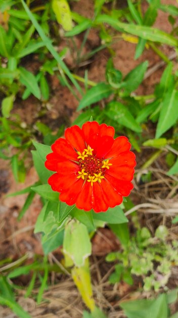 Zinnia fiore di sfondo della natura