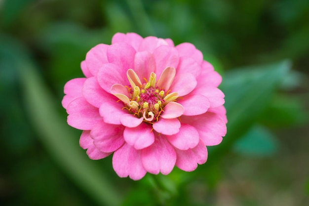 Zinnia fiore vicino nel giardino