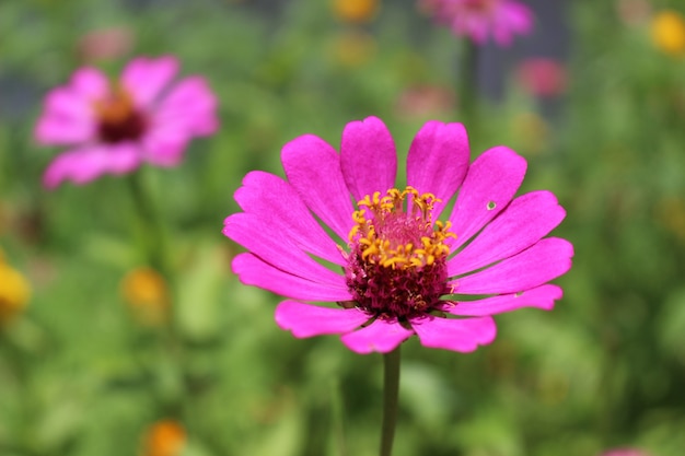 Zinnia Flower in the garden