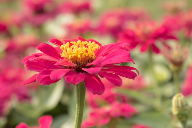 Zinnia in fiore rosa