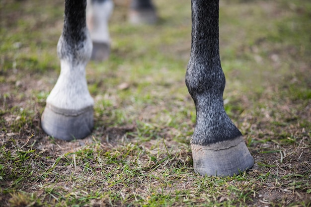 Zoccoli di un cavallo grigio primo piano L'animale si trova su un campo verde