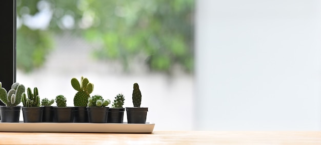 Zolla del cactus sulla tabella di legno con lo spazio della copia.