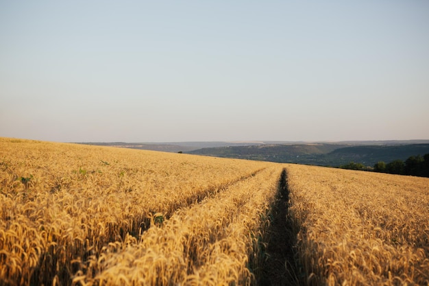 Zona agricola in una campagna a ranghi con grano dorato