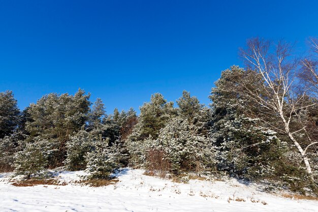 Zona boschiva, piantumata con alberi di pino. Sui rami degli abeti c'è la neve bianca dopo una nevicata. primo piano in inverno. Il terreno è coperto di cumuli di neve