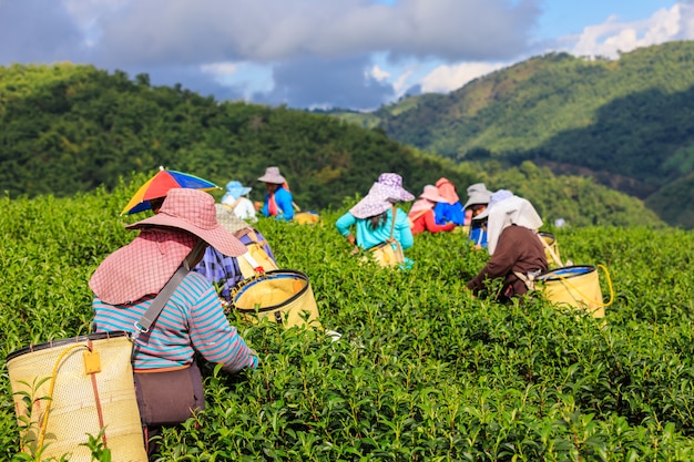 Zona e agricoltore di tè verde agricoli al doi che chaing rai Tailandia