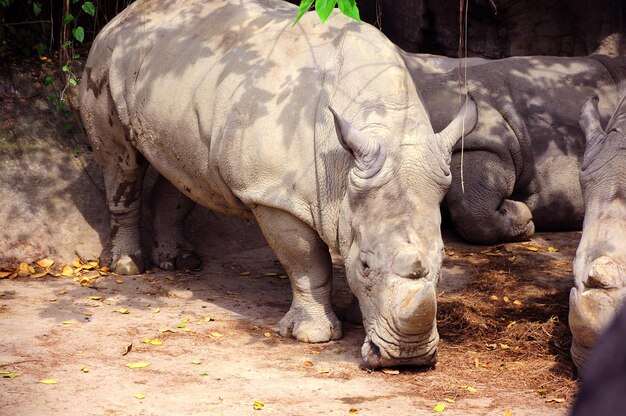 Zoo adottivo animale selvatico rinoceronte grigio dell'Africa