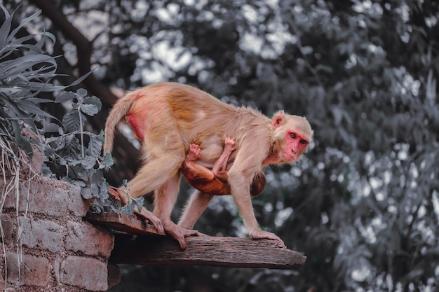 zoo Macaca mulatta primate rhesus animale della foresta