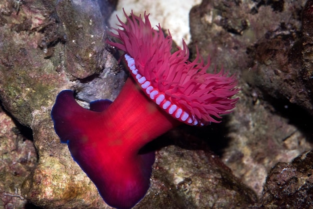 Zool anemone di mare Actinia equina