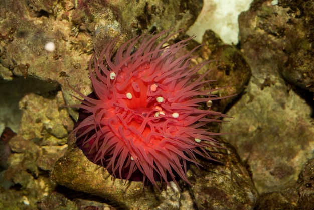 Zool anemone di mare Actinia equina