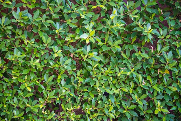 Zoom colpo di alberi verdi