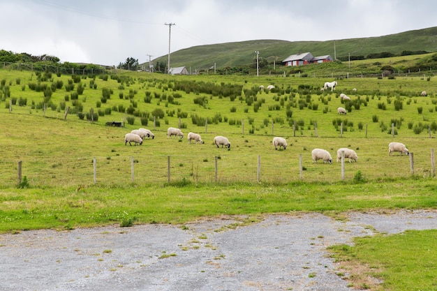 zootecnia, agricoltura, natura e concetto di agricoltura - pecore al pascolo nel campo del connemara in irlanda