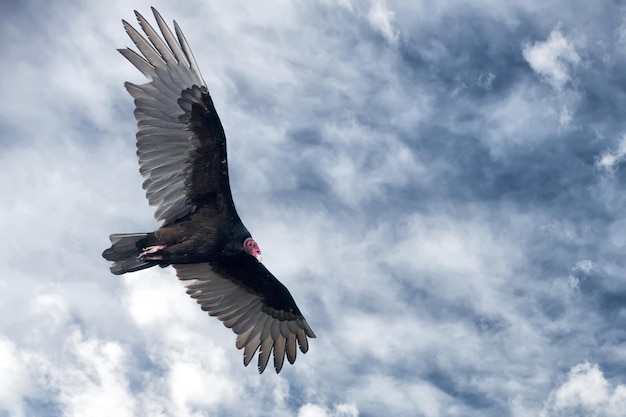 Zopilote avvoltoio poiana uccello in Baja California