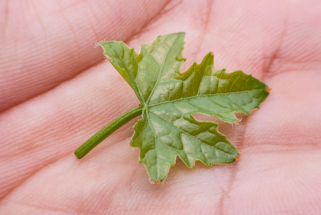 Zucca a foglia amara a portata di mano