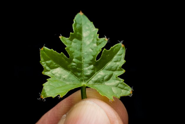 Zucca a foglia amara a portata di mano