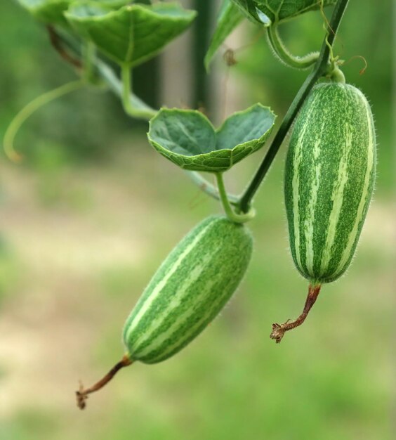 Zucca a punta verde nell'orto