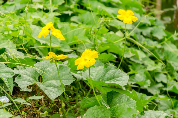 Zucca albero e fiore: soft focus