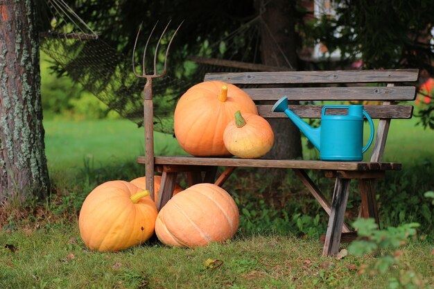 Zucca all'aperto natura autunno