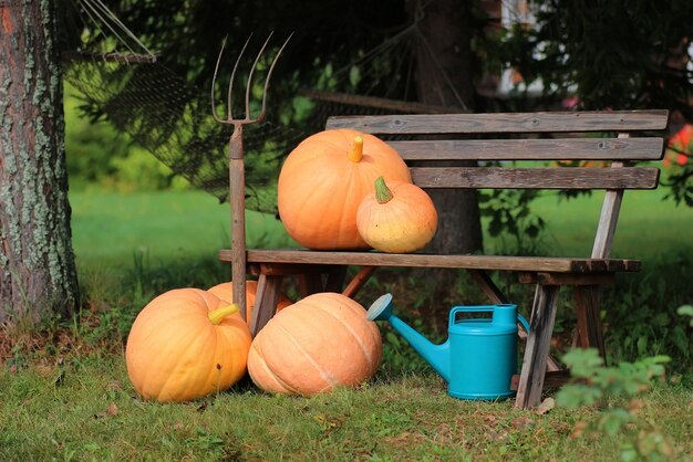 Zucca all'aperto natura autunno