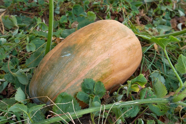 Zucca arancione con foglie verdi in giardino