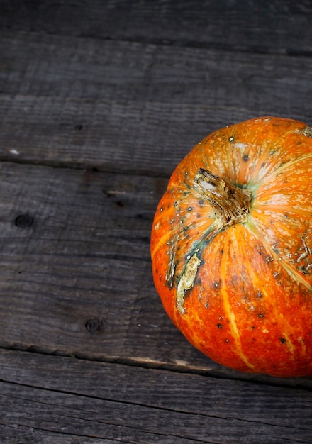 Zucca autunnale rustica