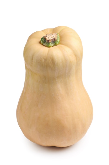 Zucca butternut su sfondo bianco