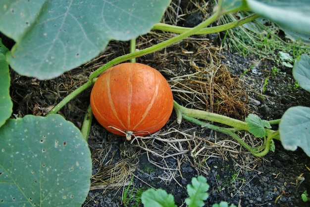 Zucca che cresce nel campo