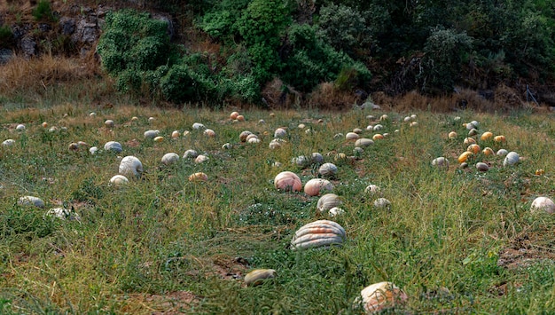 Zucca colorata in una giornata luminosa