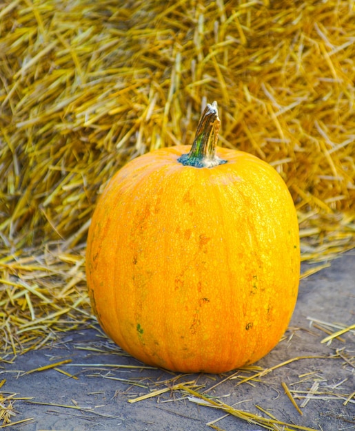 Zucca commestibile arancione su sfondo di paglia