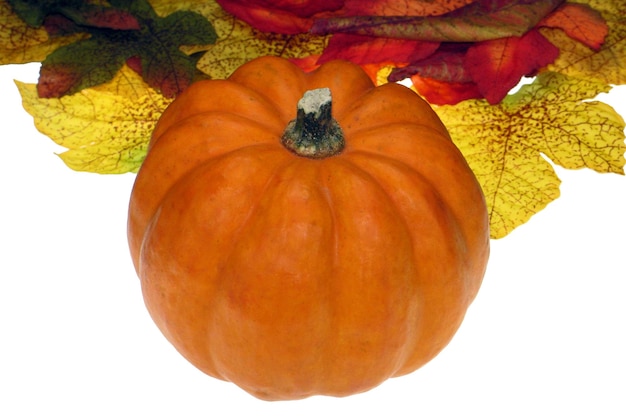 Zucca con foglie di colore autunnale