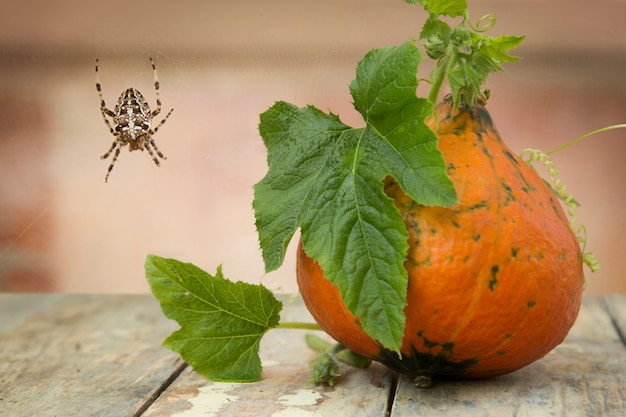 Zucca con foglie e ragno