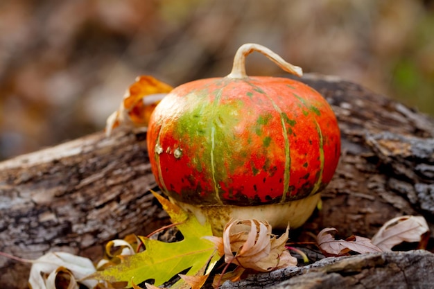 Zucca con foglie sul vecchio ceppo di albero nella foresta