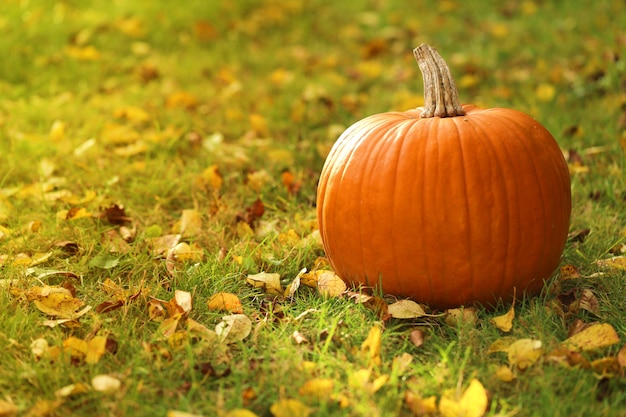 Zucca d'autunno grande zucca sull'erba verde in pieno sole.