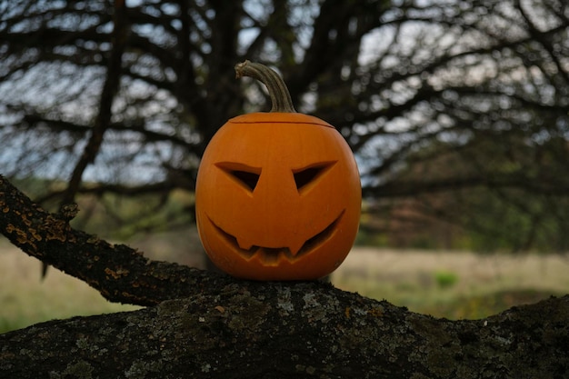 zucca di Halloween nella foresta, lanterna di jack'o