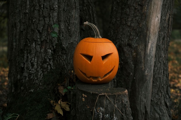 zucca di Halloween nella foresta, lanterna di jack'o