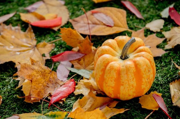 Zucca e foglie su prato verde