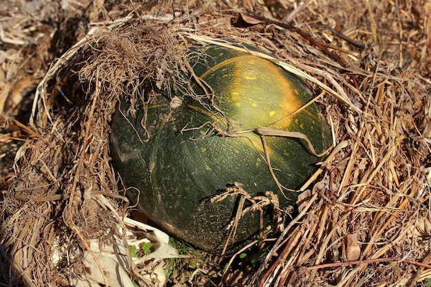 Zucca fresca biologica in giardino