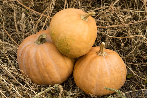 Zucca gialla nel fieno.