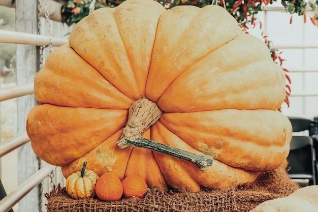 Zucca grande. Composizione autunnale con zucca gigante..