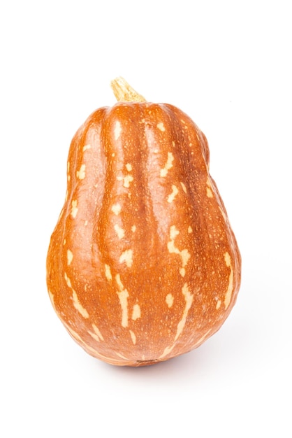 Zucca ibrida isolata Honeynut o zucca invernale su sfondo bianco