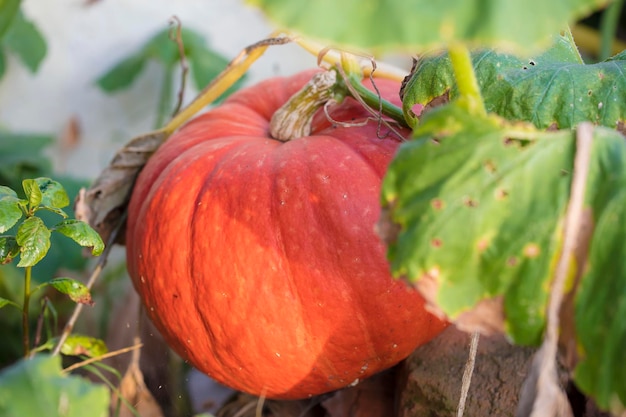 Zucca in giardino in vivo