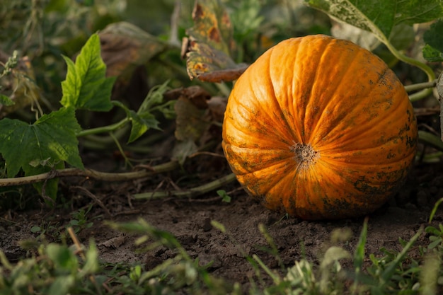 Zucca in giardino nelle foglie Industria agronomica agricola