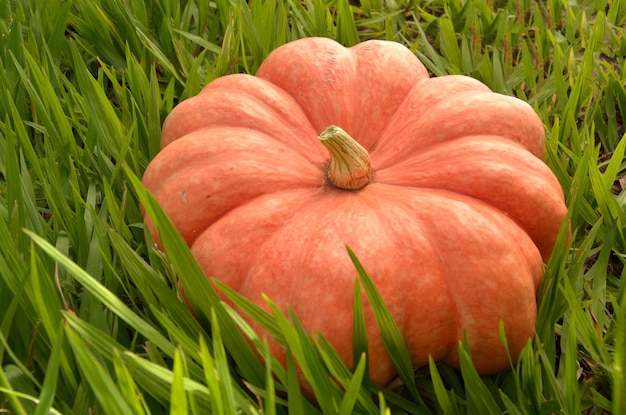 zucca matura sull'erba in ambiente rurale