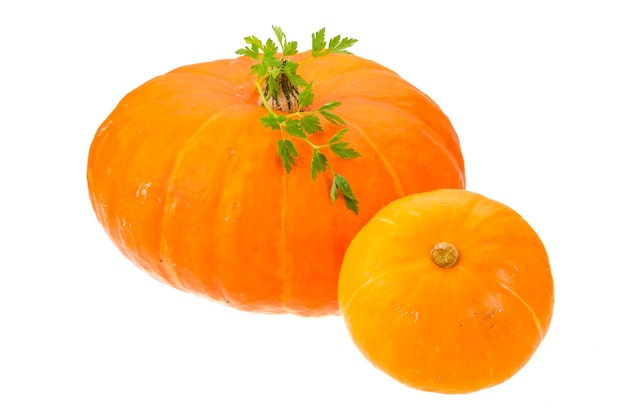 Zucca matura