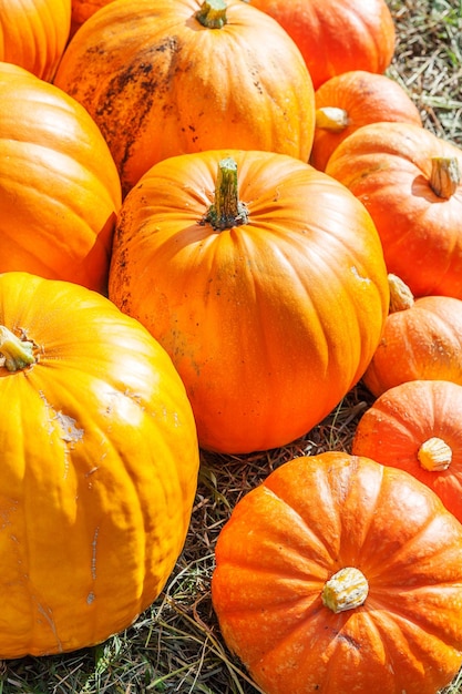 Zucca naturale di vista di caduta di autunno sulla carta da parati di ispirazione di ottobre o di settembre del fondo della fattoria ecologica