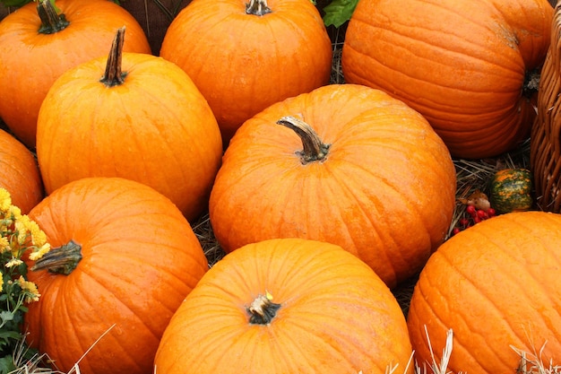 Zucca organica colorata in cesto di rattan sulla fiera agricola. Raccolta del concetto di tempo autunnale. Gar