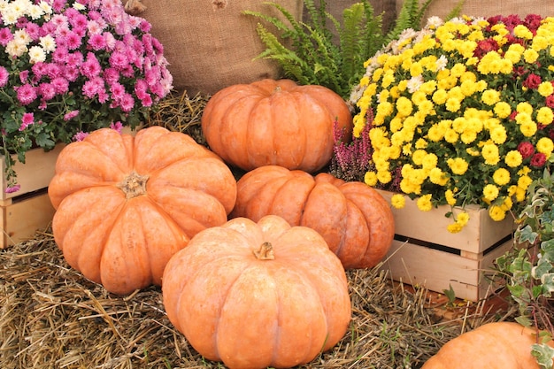 Zucca organica colorata in cesto di rattan sulla fiera agricola. Raccolta del concetto di tempo autunnale. Gar