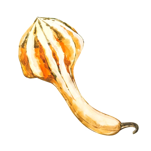 Zucca. Pittura ad acquerello disegnata a mano su bianco. Illustrazione ad acquerello