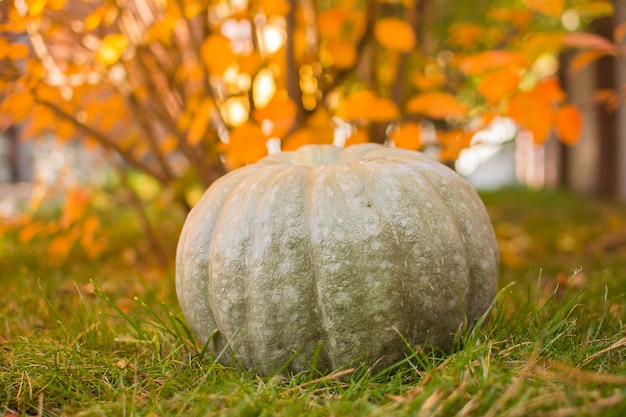 Zucca. Raccolta delle zucche nel giardino di autunno.